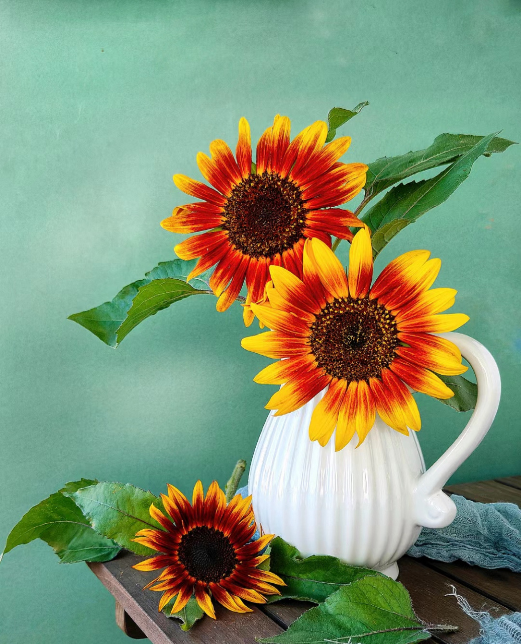 鸿运到头的向日葵97