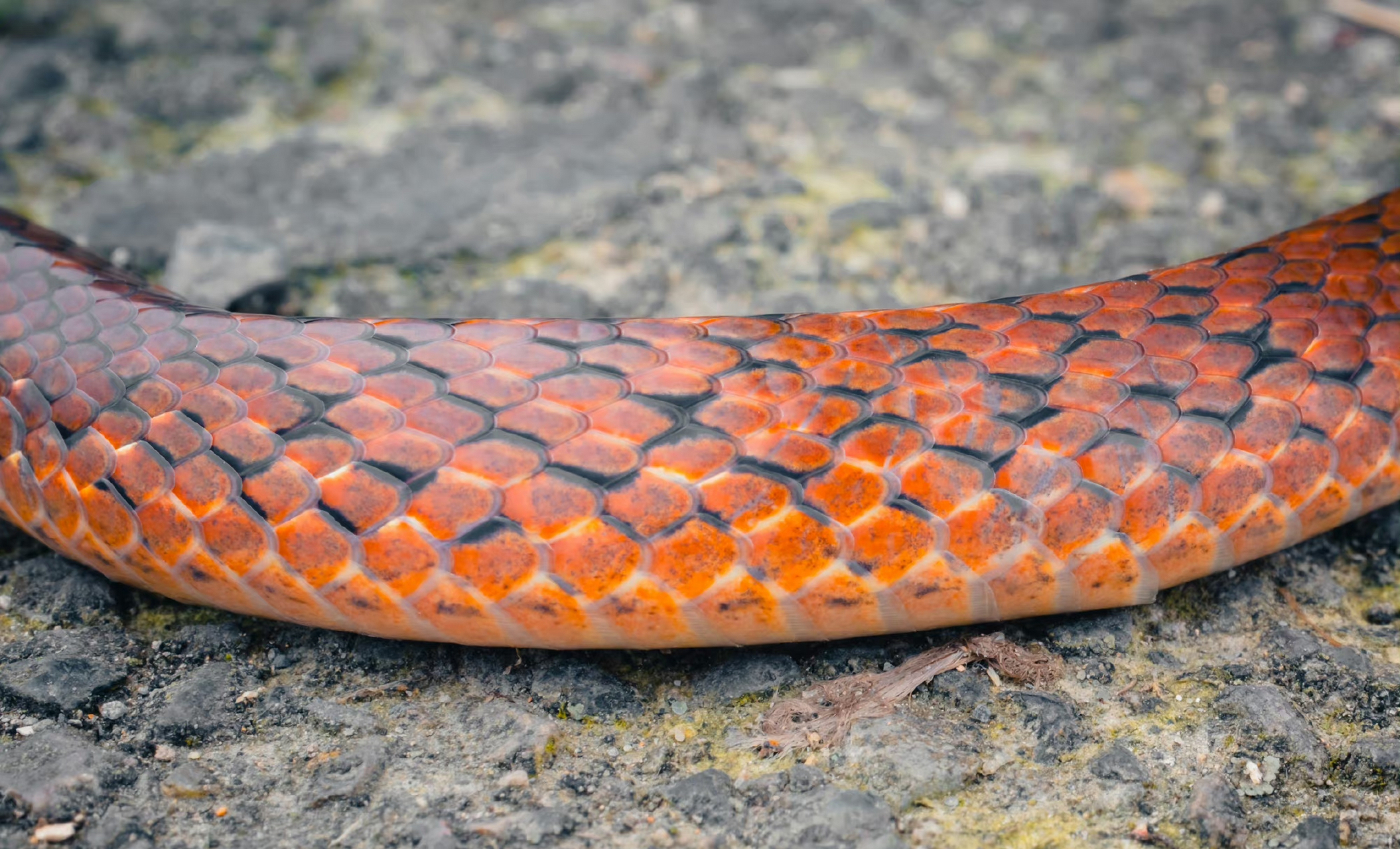 还有条比白头蝰更稀有的福建颈斑蛇 67.