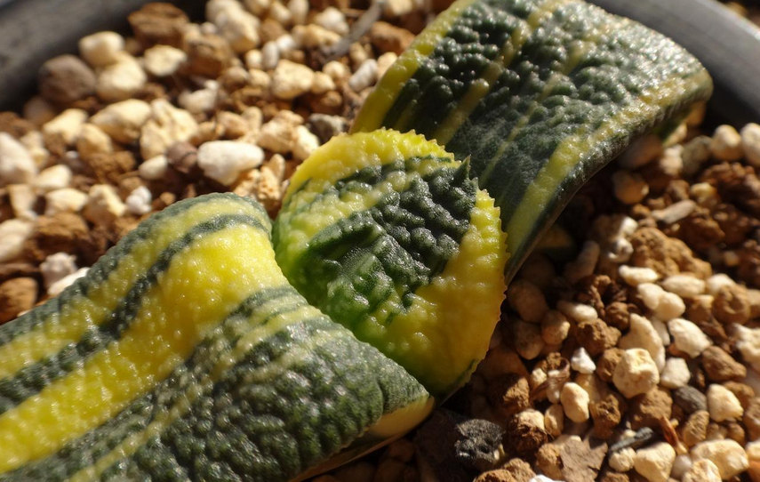 它如何繁殖,怎样才能给多肉卧牛人工授粉