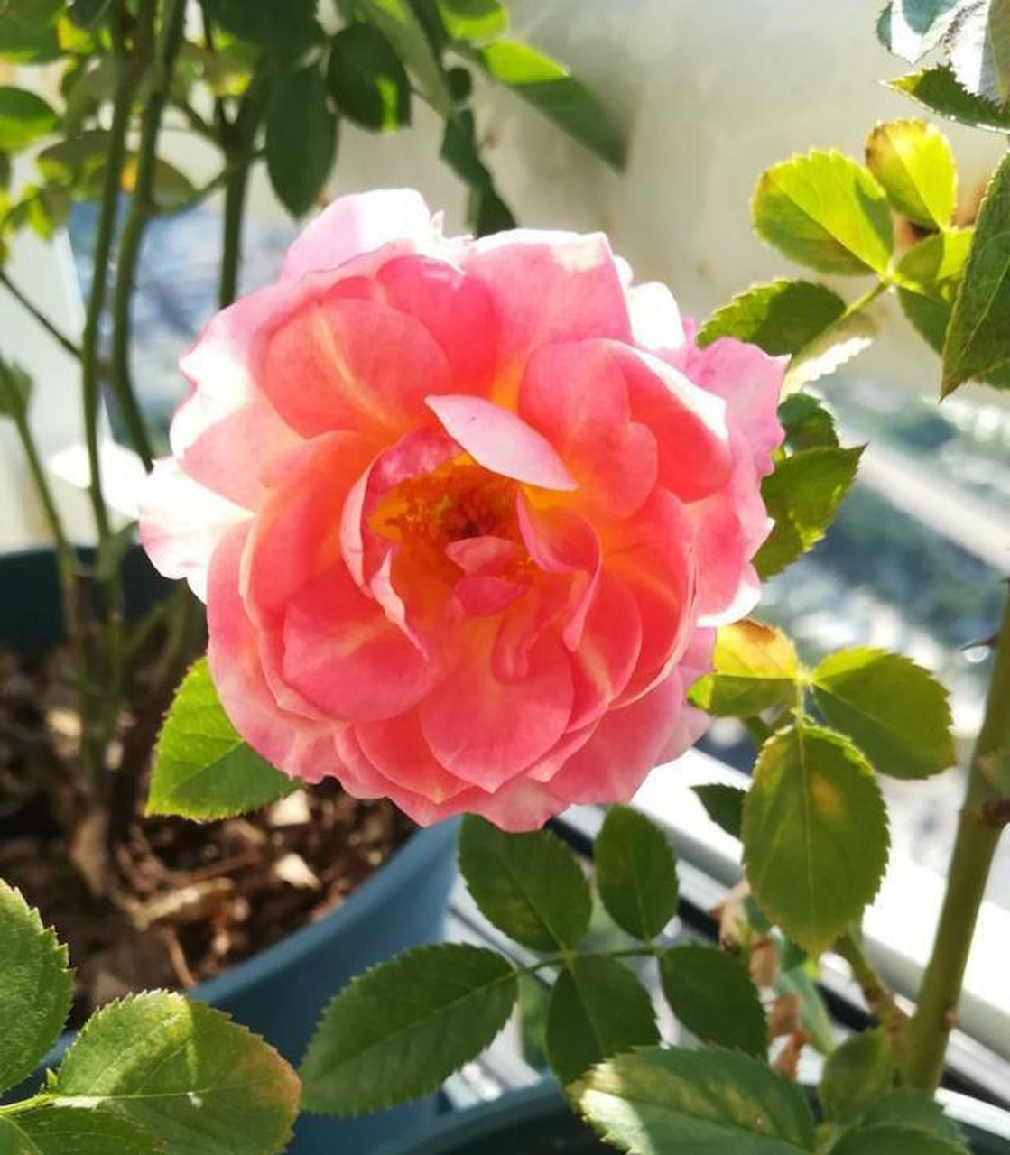 月季花—全美小姐.