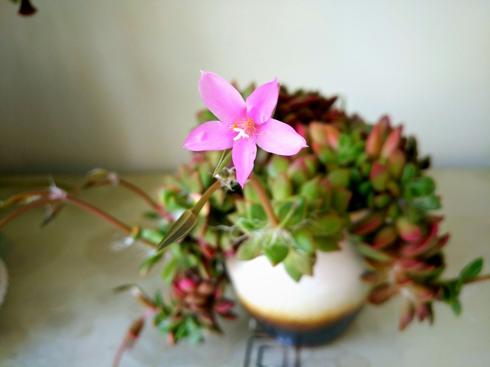 家中养盆吹雪之松锦,7月也生长,开花还鲜艳