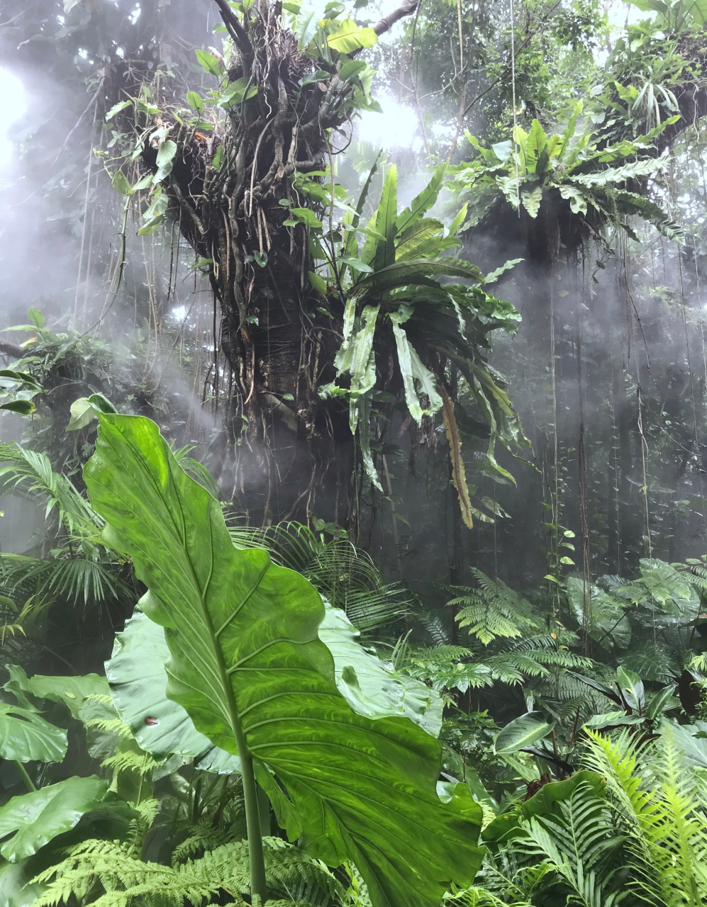 厦门园林植物园,真是个神奇的地方.