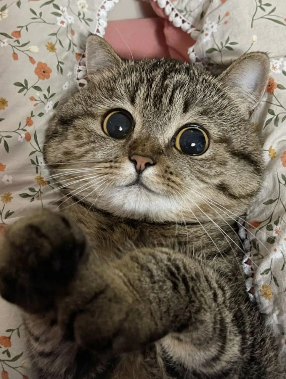 不管是大猫小猫,它从来不认为自己是宠物,它认为它是你的主子,或是平