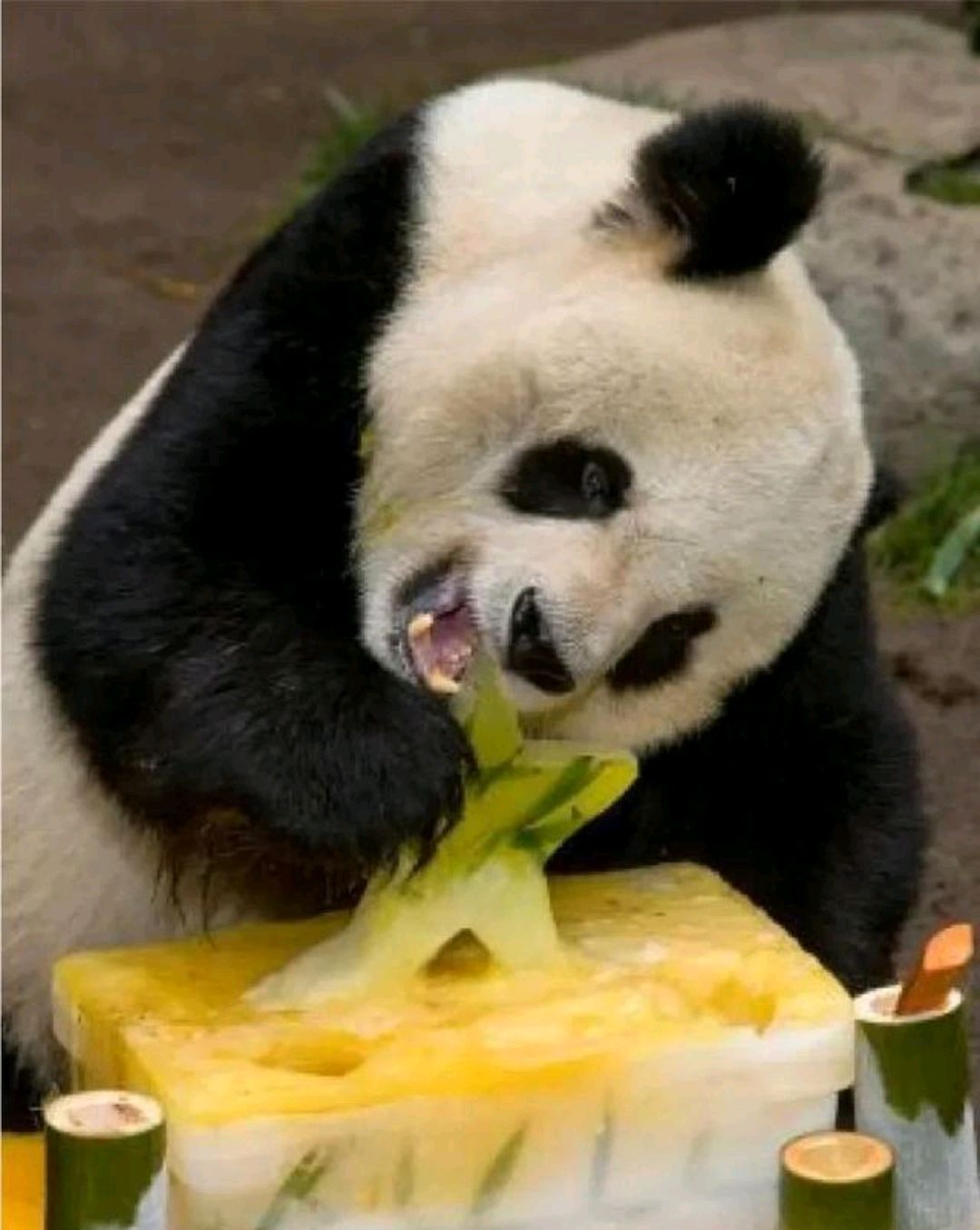 永远的娃娃脸,靠自己本事混上编制的大熊猫"高高"