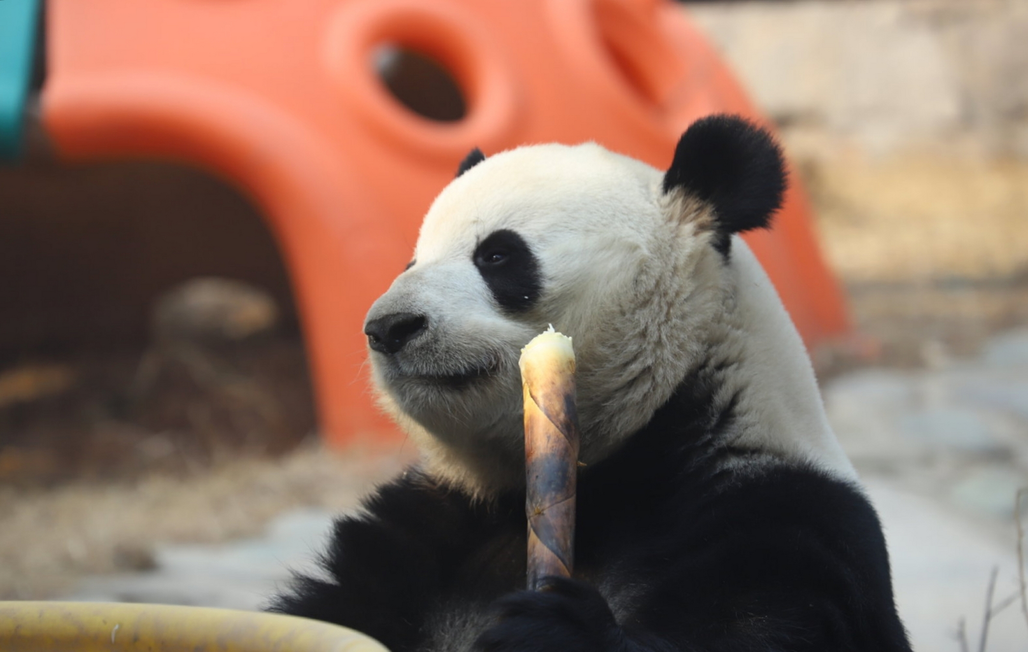 五一过后的萌兰,开启了上学模式#大熊猫萌兰