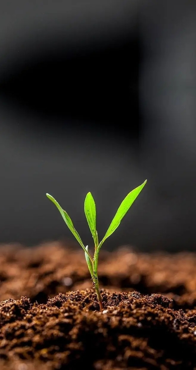 小草手机壁纸图片