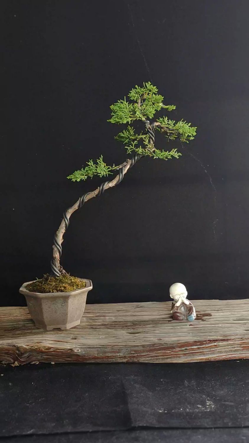 拾花弄草 玩盆景 分享一棵文人济州真柏盆景