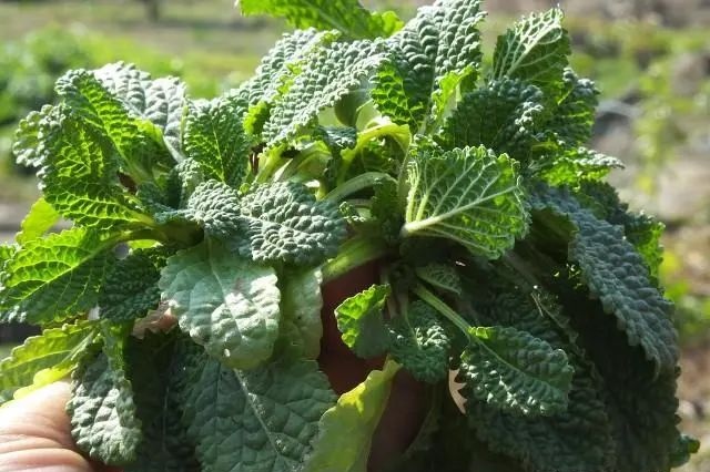 田间地头的蛤蟆草竟有大功效