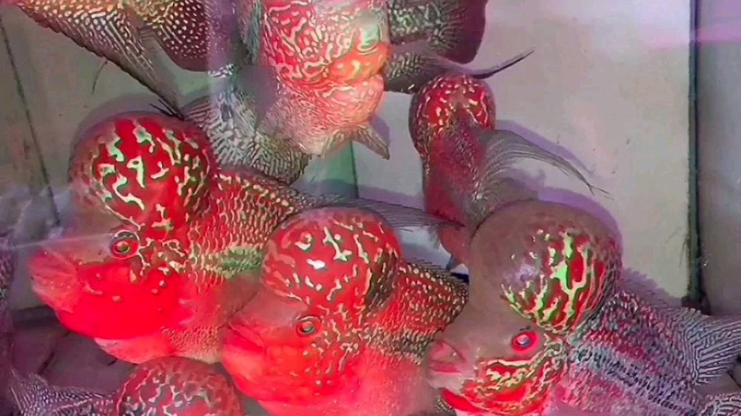 鸿运当头罗汉鱼好看吗?