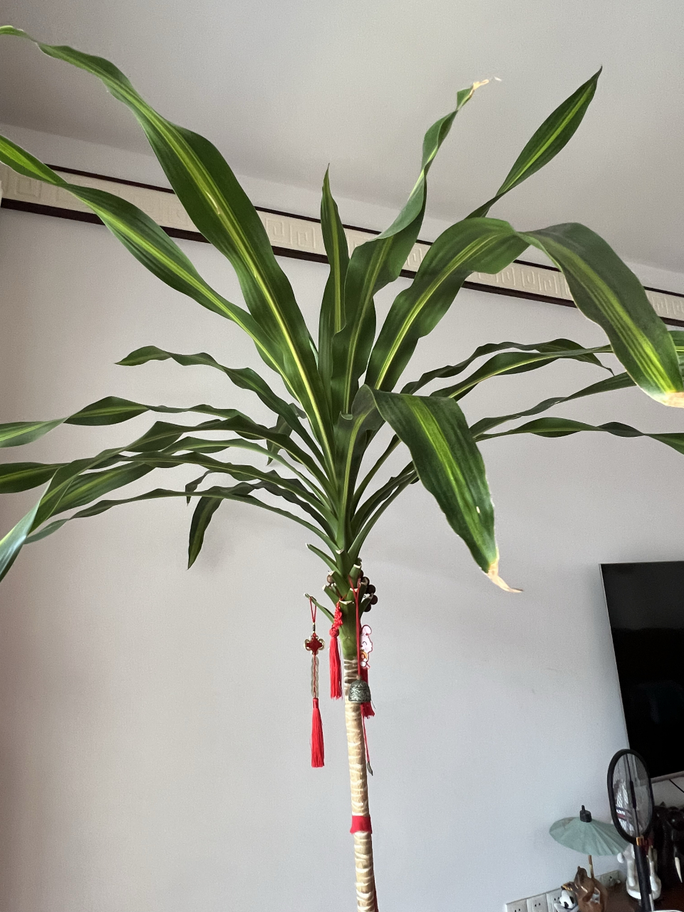 我家的这棵巴西铁放在客厅养了10年了,是家里所有的绿植中寿命最长的.