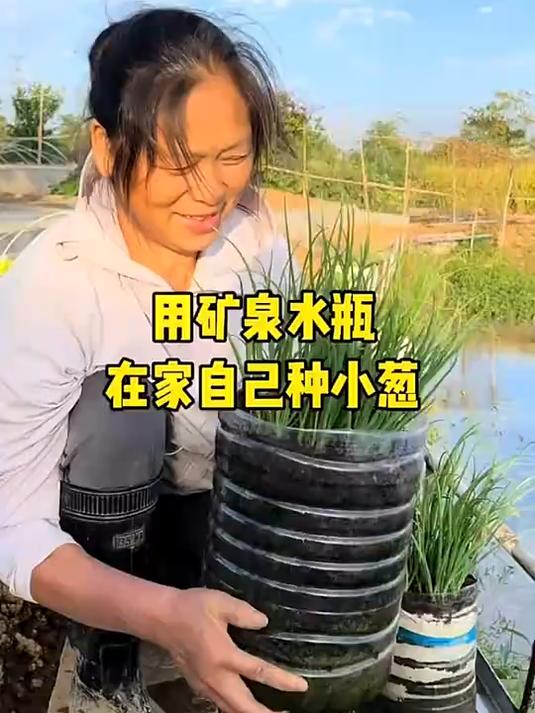 学会这招,矿泉水瓶就能种小葱?方便又放心!