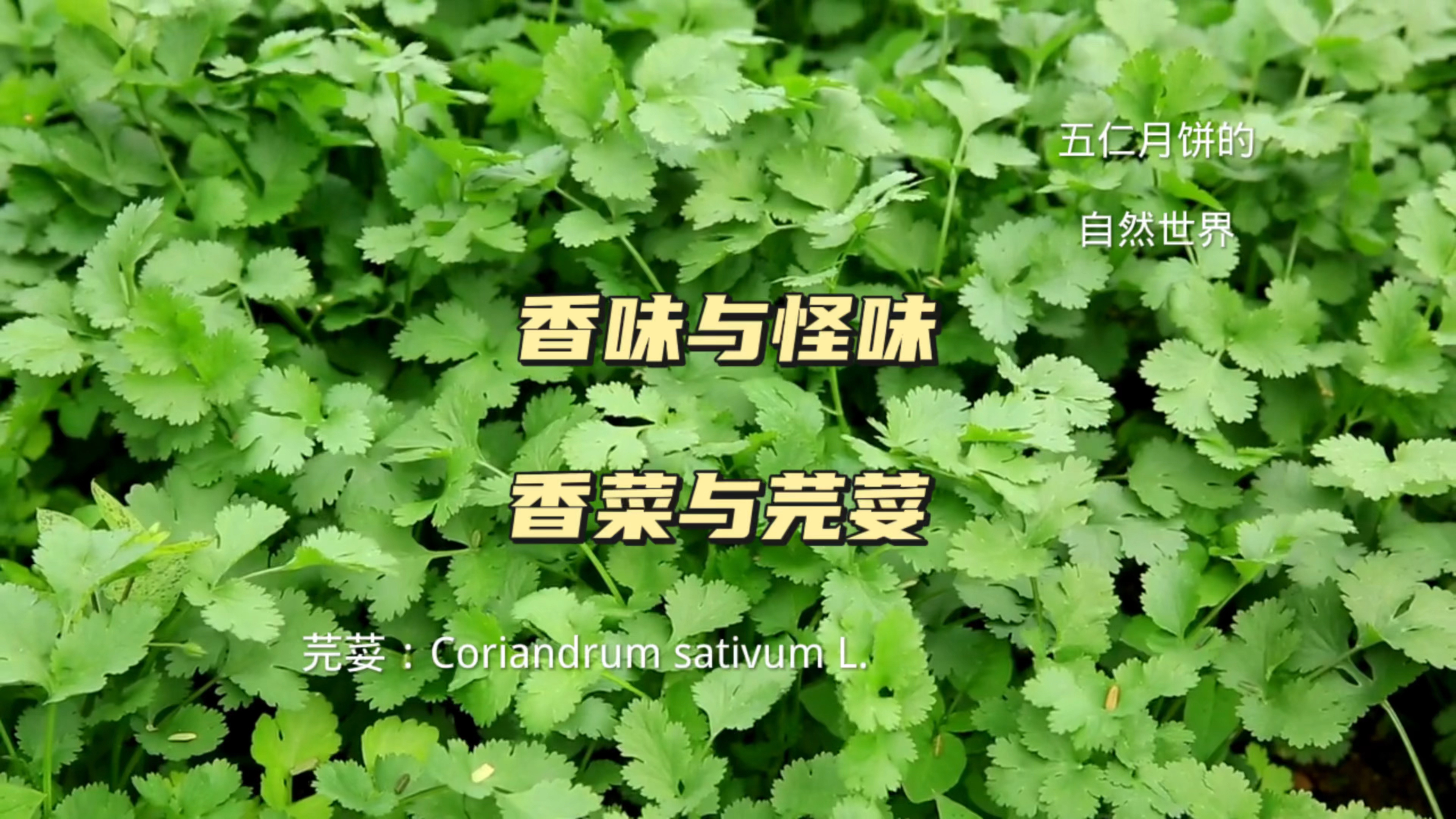 香味与怪味,香菜与芫荽,这样的荤菜你能接受吗?