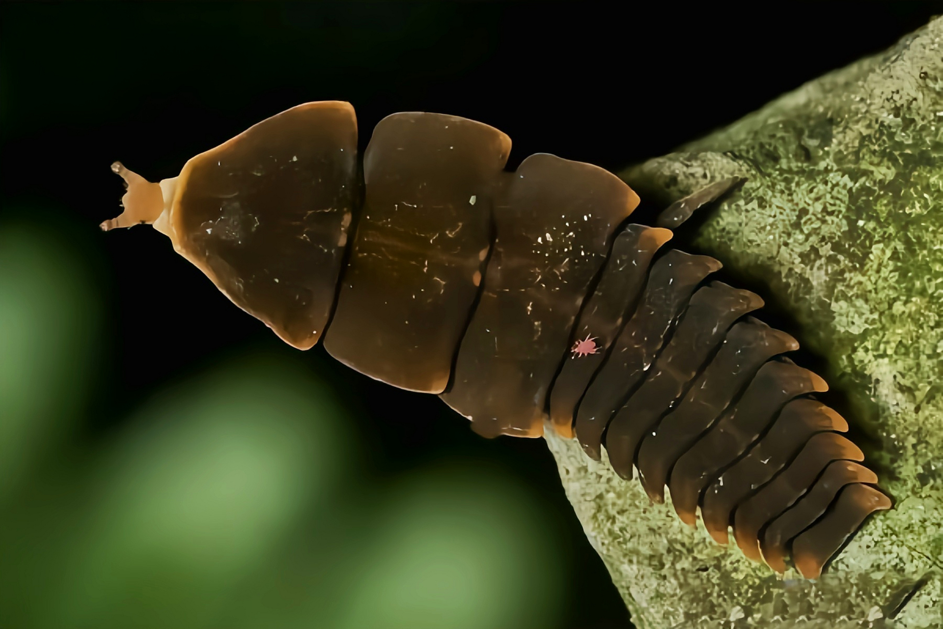 昆虫鞘翅微观结构图片