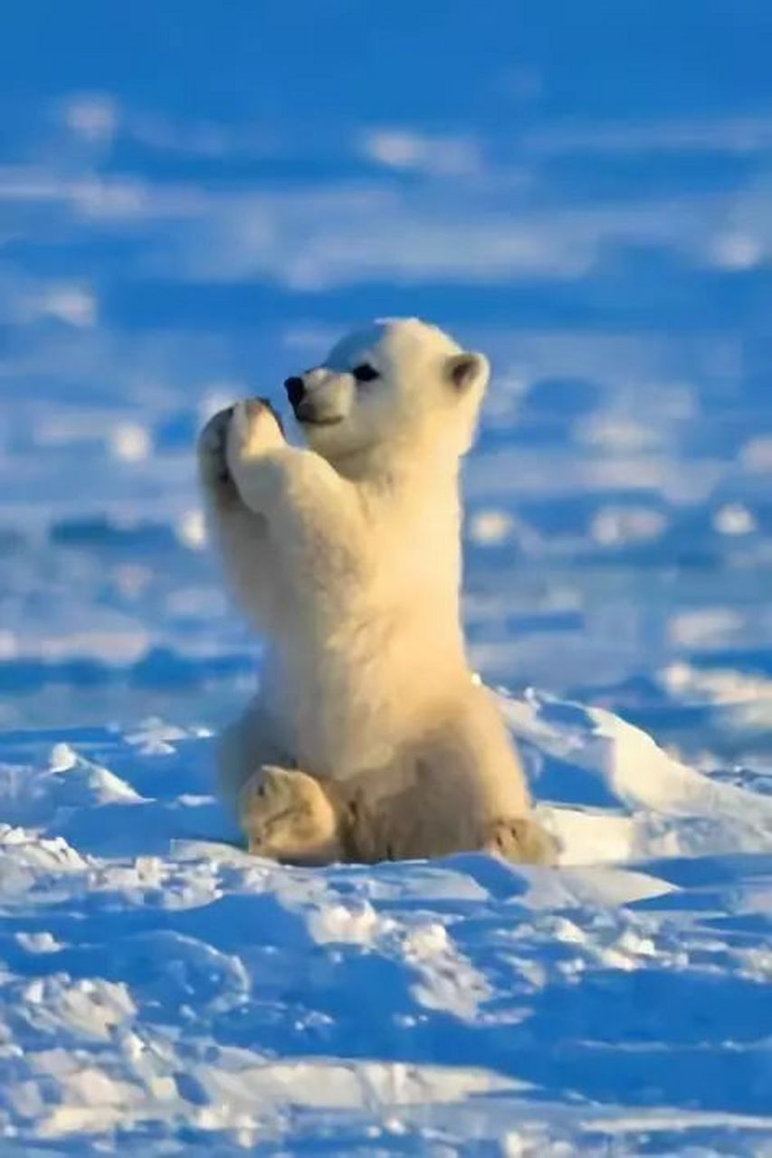 保护北极熊手抄报图片