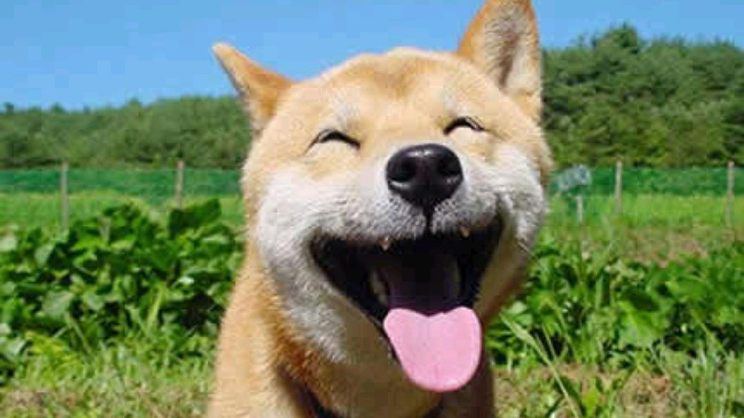 今天你微笑了吗?