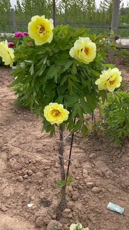 独杆牡丹树:海黄|||#牡丹 #独杆牡丹 #牡丹花 #别墅庭院 #我的秘密