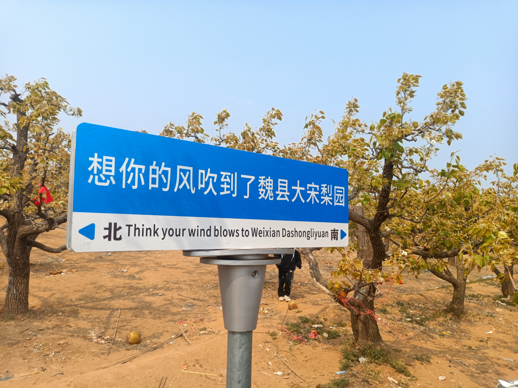 魏县大宋梨园欣赏梨花