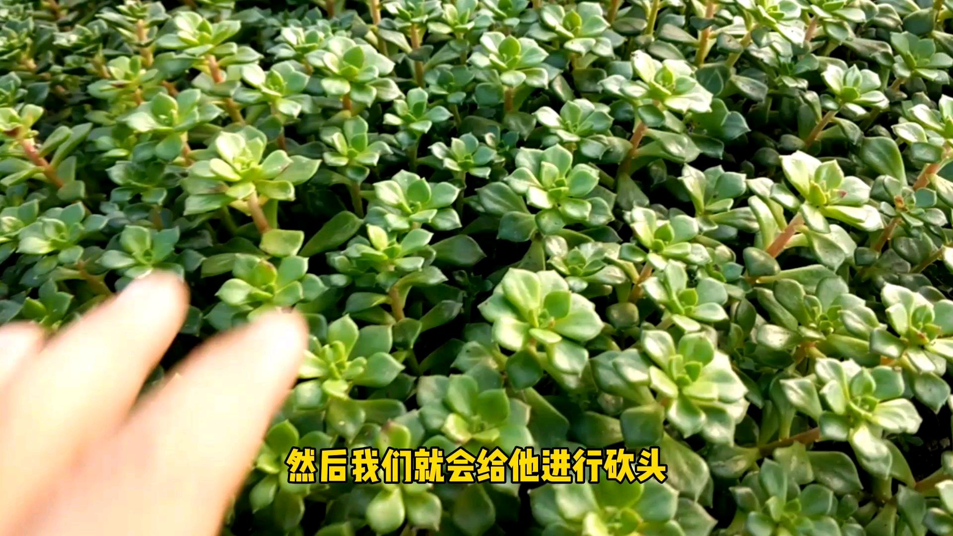 多肉植物,火焰蒂亚,绿油油真的好看吗