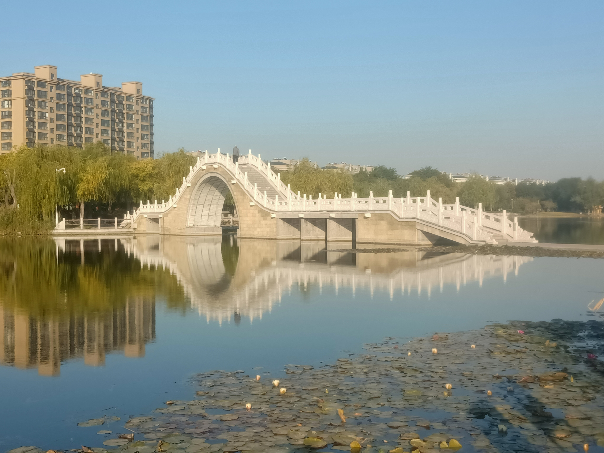 桓台美丽的红莲湖