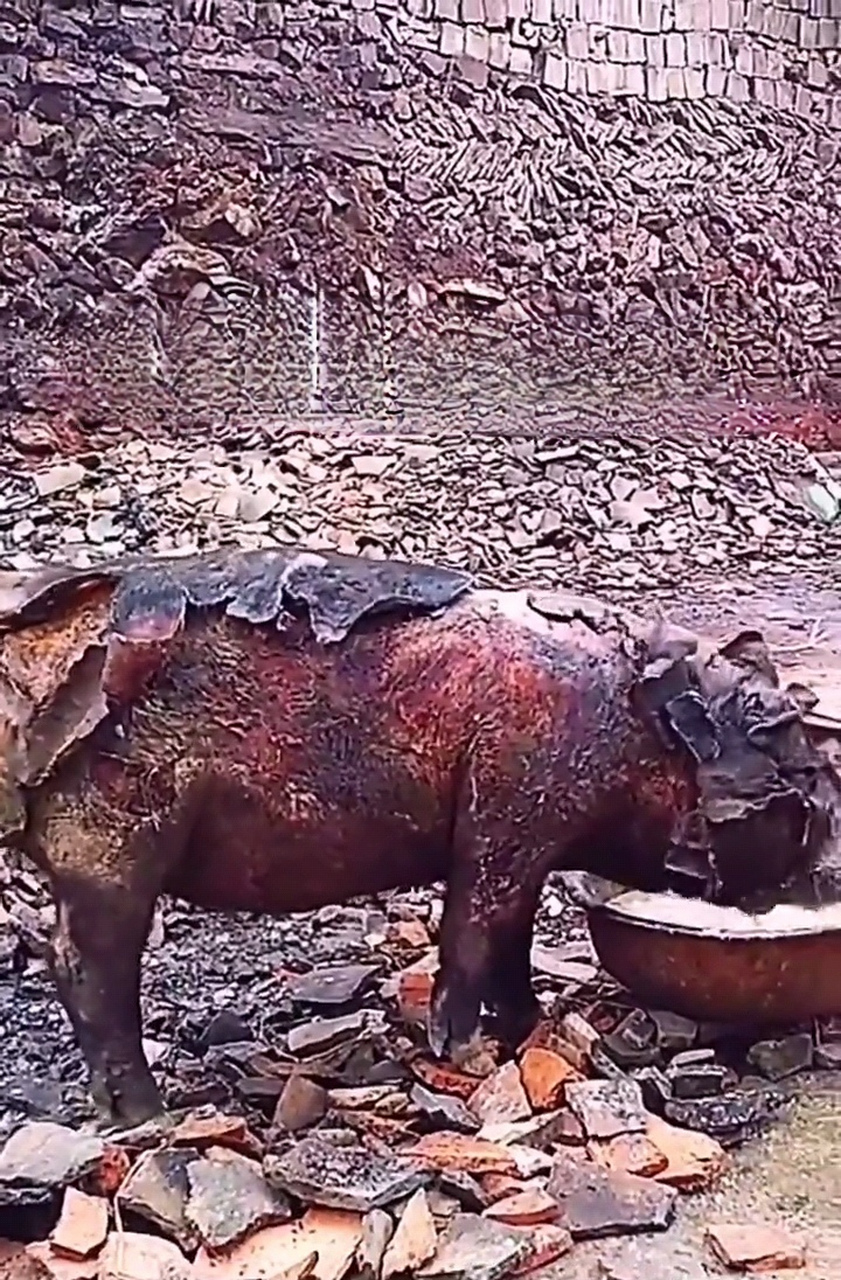 这绝对是全世界最坚强的猪吧!