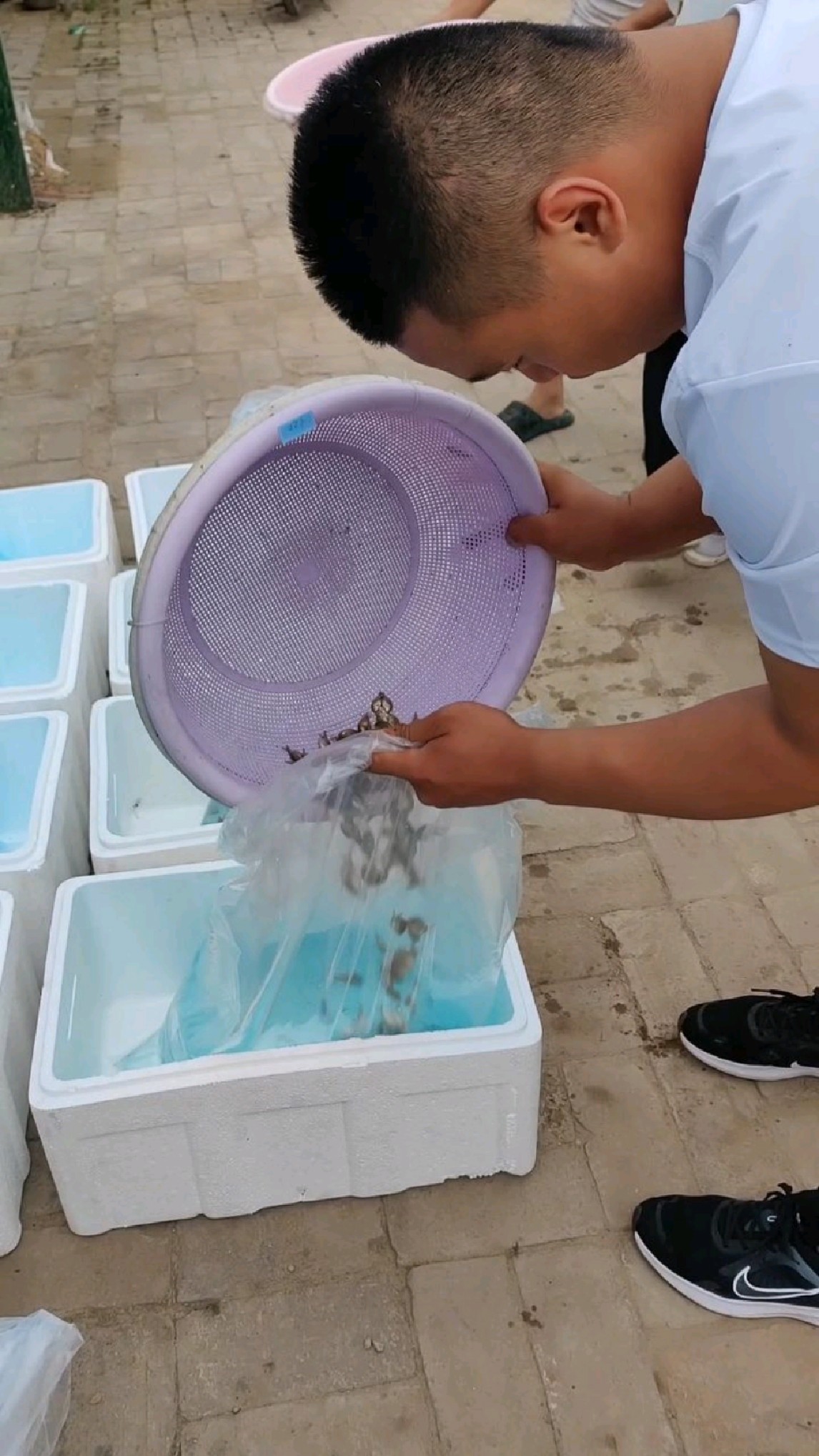 河北兰寿金鱼养殖场 精品商品兰寿鱼苗都有的!