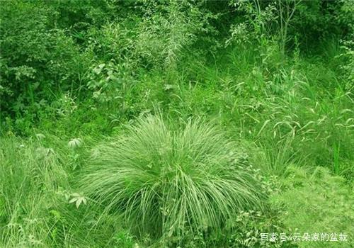 这野草,是东北"三宝"之一,价值珍贵却常被当杂草对待,可惜了