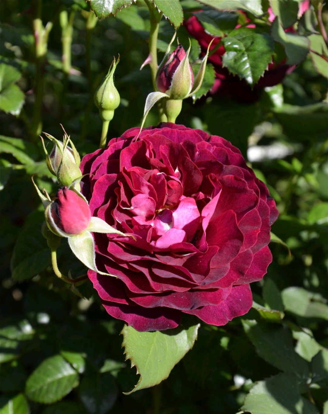 马萨德月季精品:莱雅梅格(léa mège)