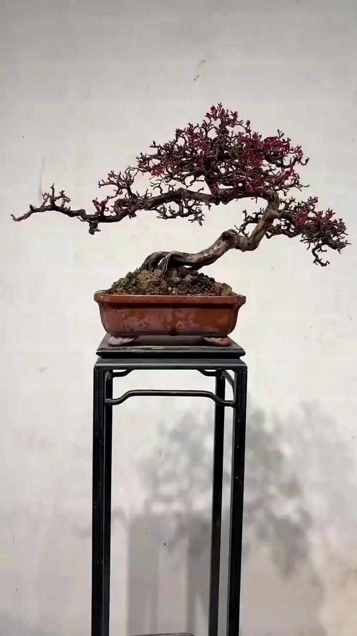 红芽雀梅 岭南盆景