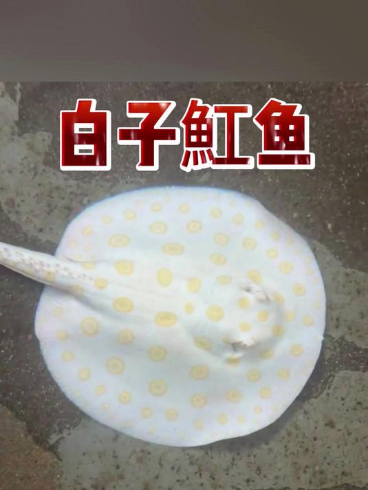 白子魟鱼