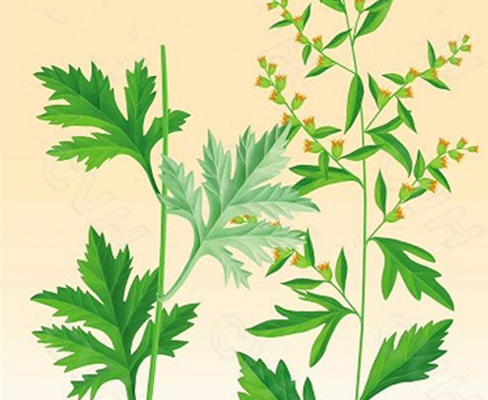 艾叶功效  艾叶是一种具有多种功效的中药材,其主要功效包括平喘,祛痰