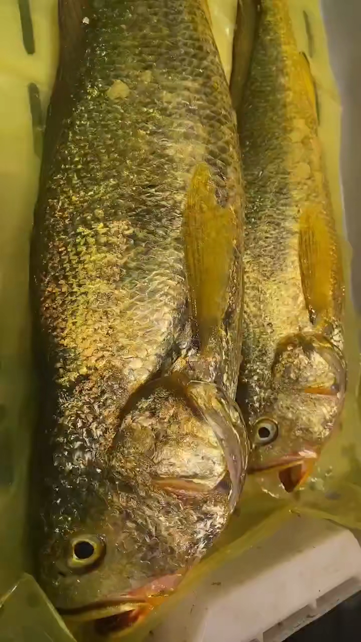 海钓黄金野生大黄鱼刚上岸2漂亮的一塌糊涂强