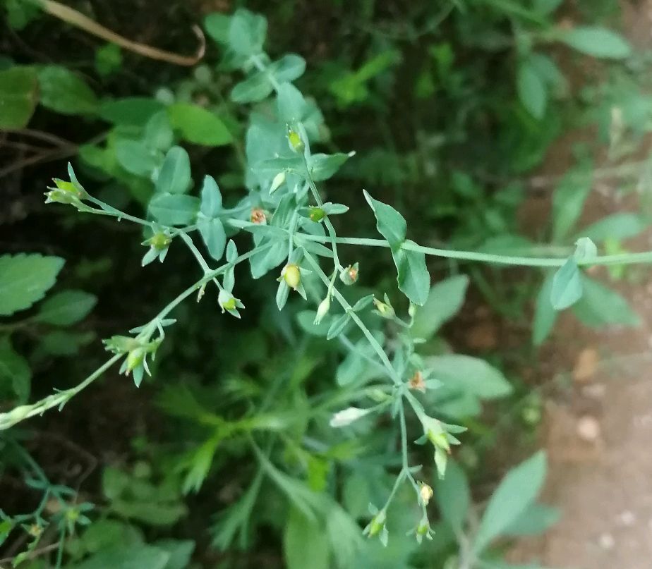 地耳草的功效与作用图片