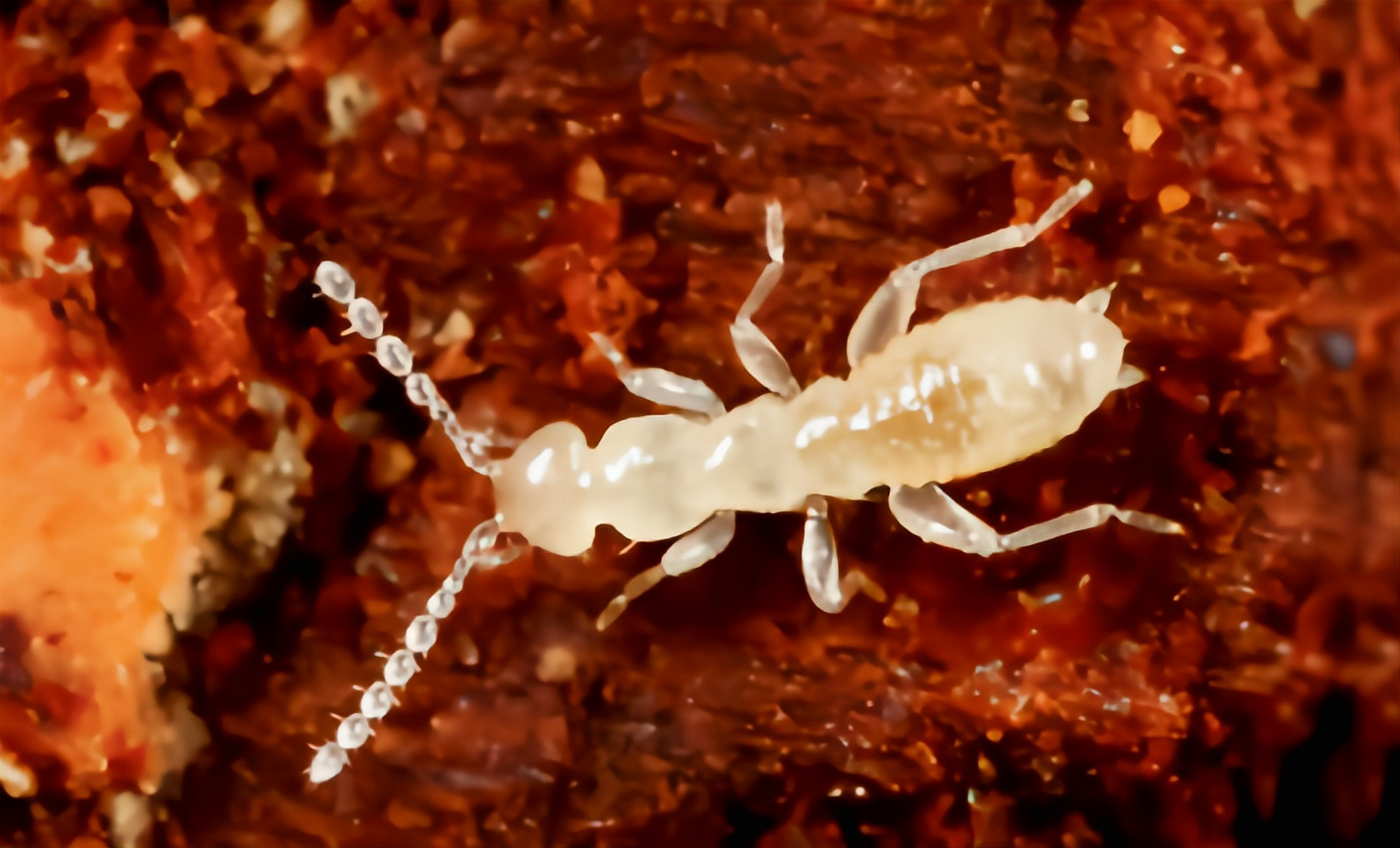 每天认识一种昆虫——中华缺翅虫 中华缺翅虫别名墨脱缺翅虫,原产于