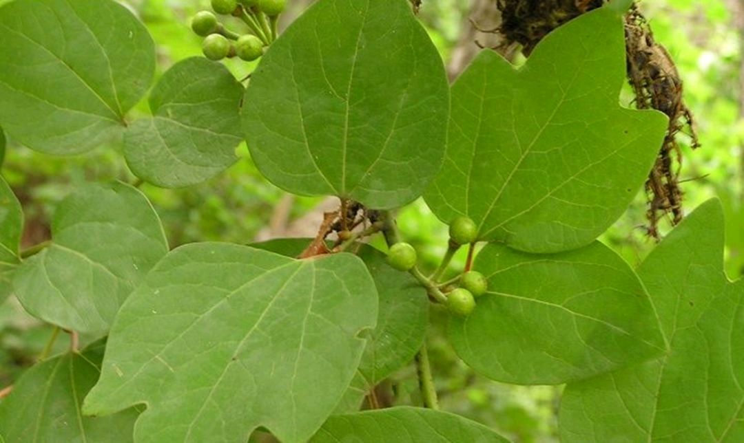 三桠乌药是一种怎样的树种?