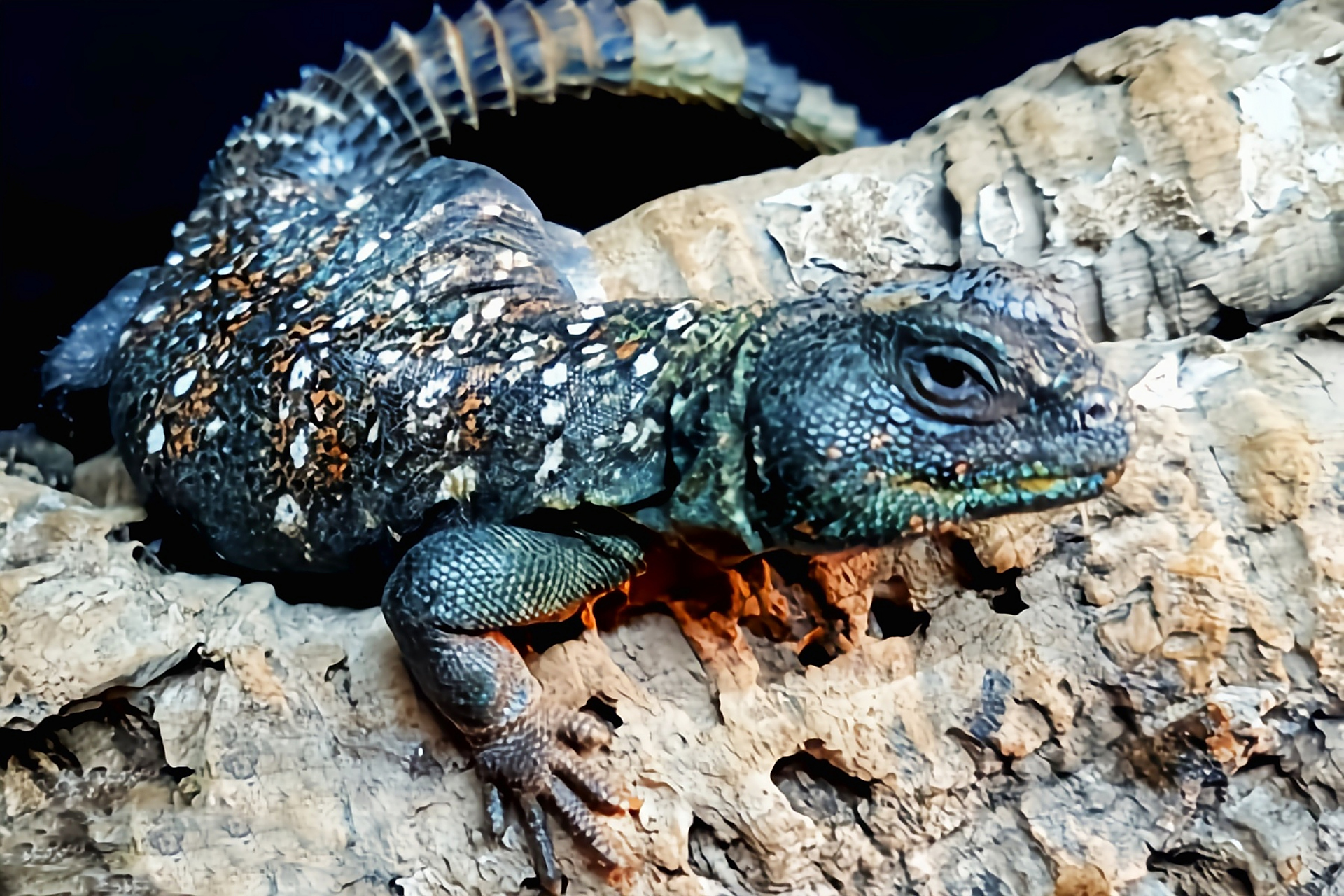 每天认识一种动物——孔雀王者蜥 孔雀王者蜥别名华丽王晰,索马利王者