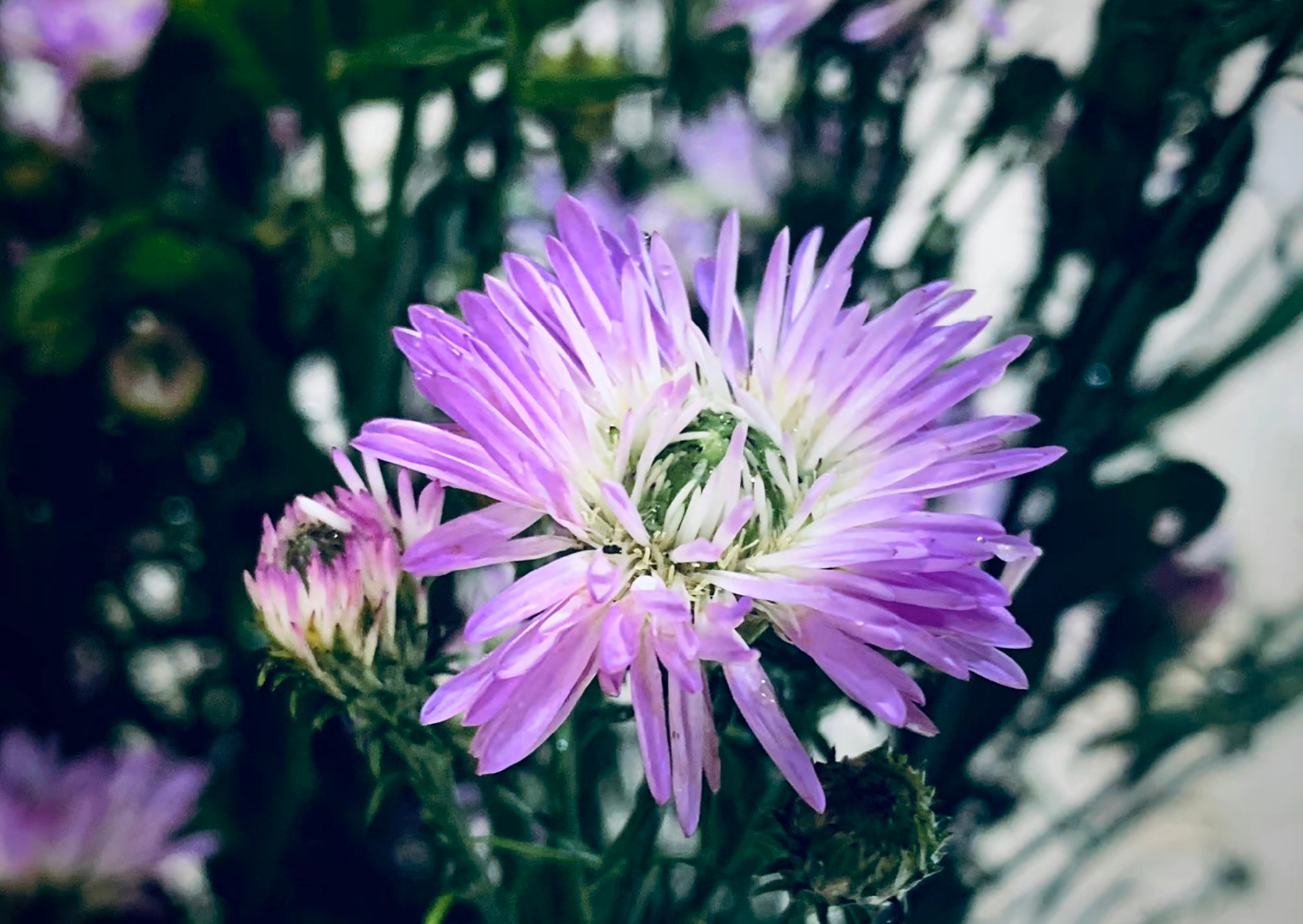 紫色重瓣孔雀草  最初以为是翠菊或者荷兰菊,但是叶茎都不一样.