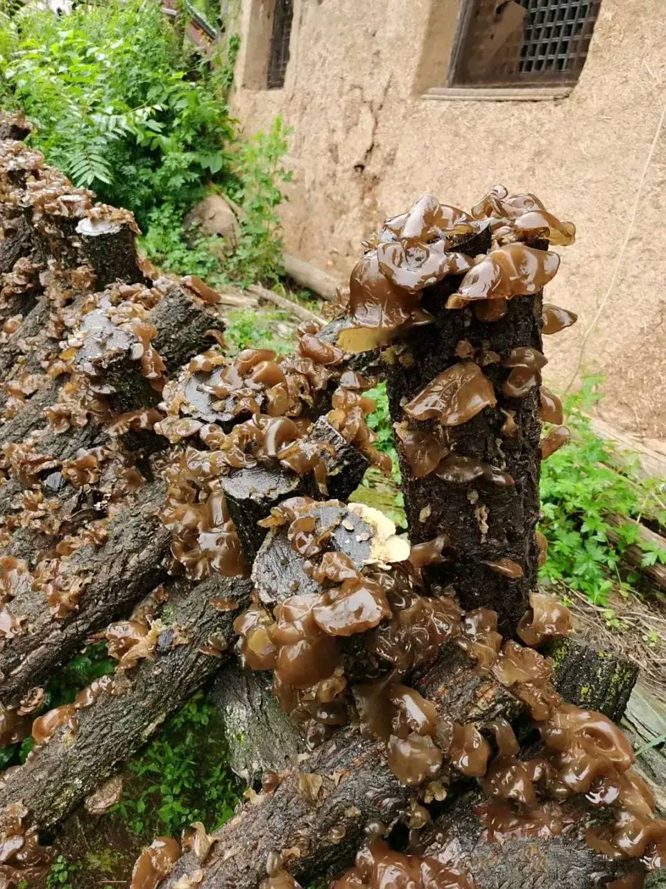 第一次见到木耳居然长在树上,村里王大叔自家种植的木耳看起来非常