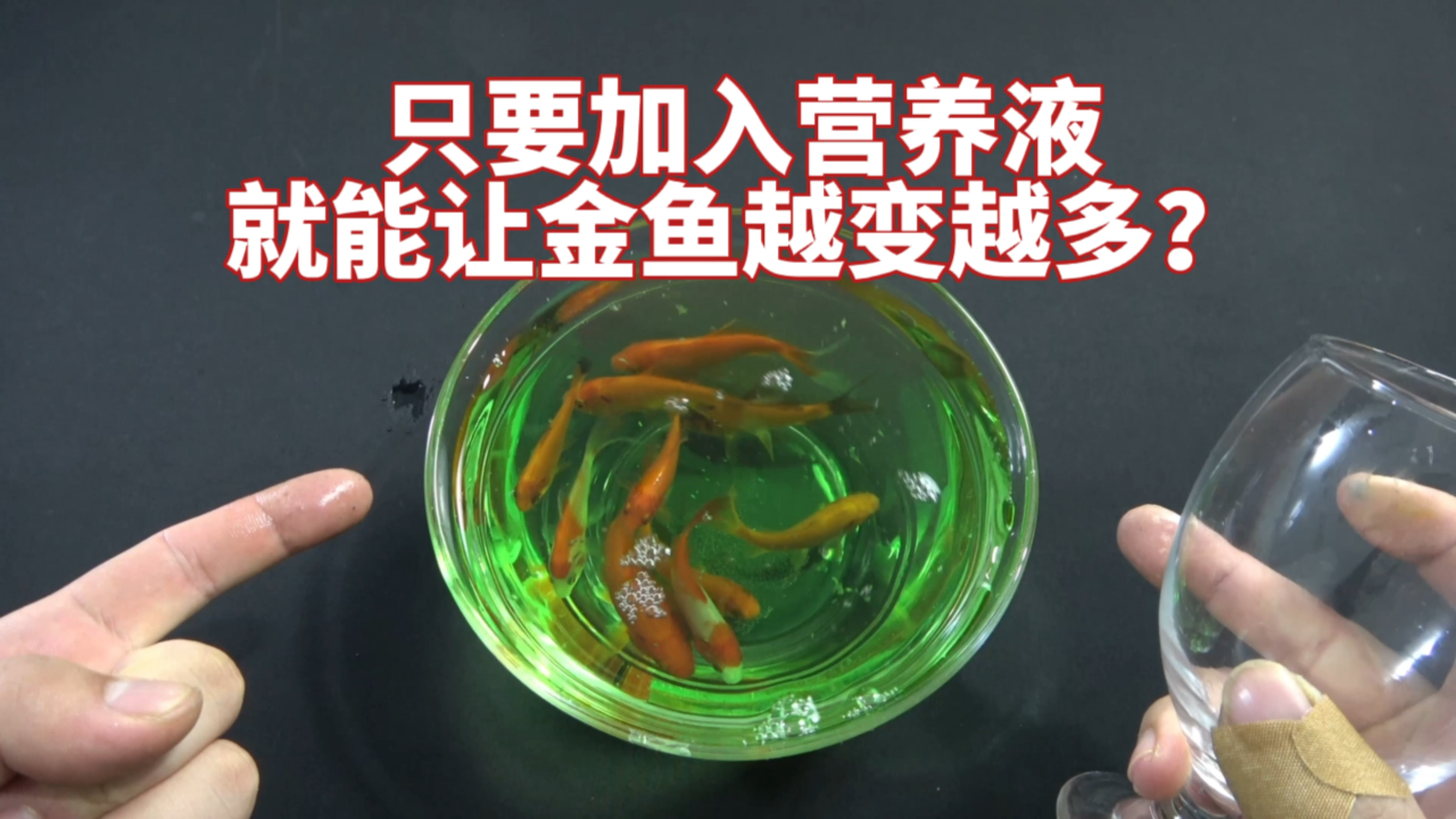 只要加入营养液,就能让金鱼越变越多?