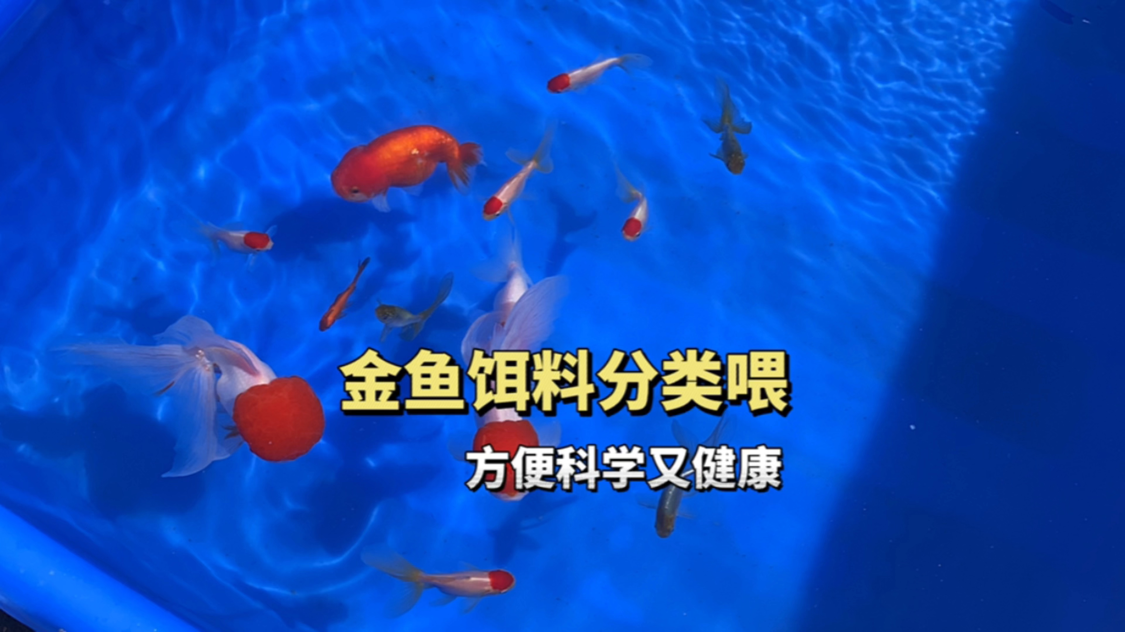金鱼饵料的投喂和分类,养好金鱼喂什么饵料
