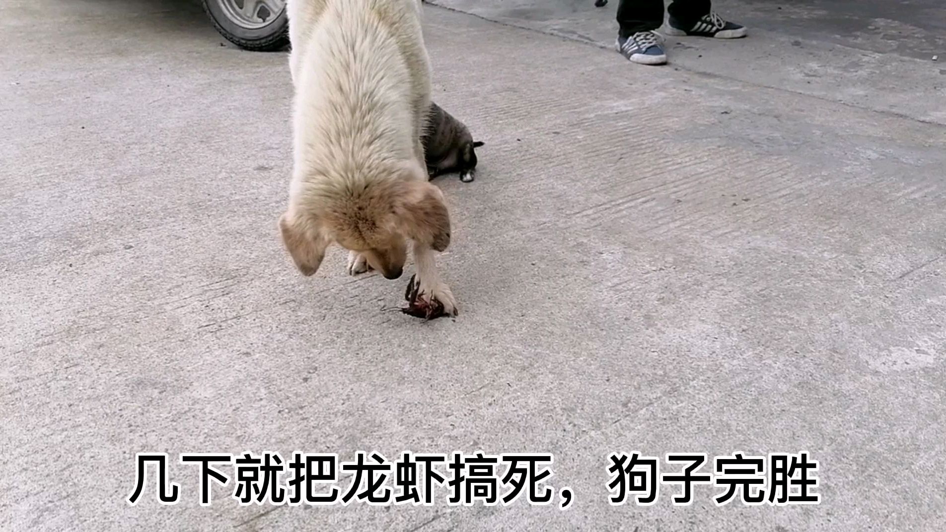 狗虾大战,没想到小龙虾直接被咬断夹子了,还是狗狗厉害