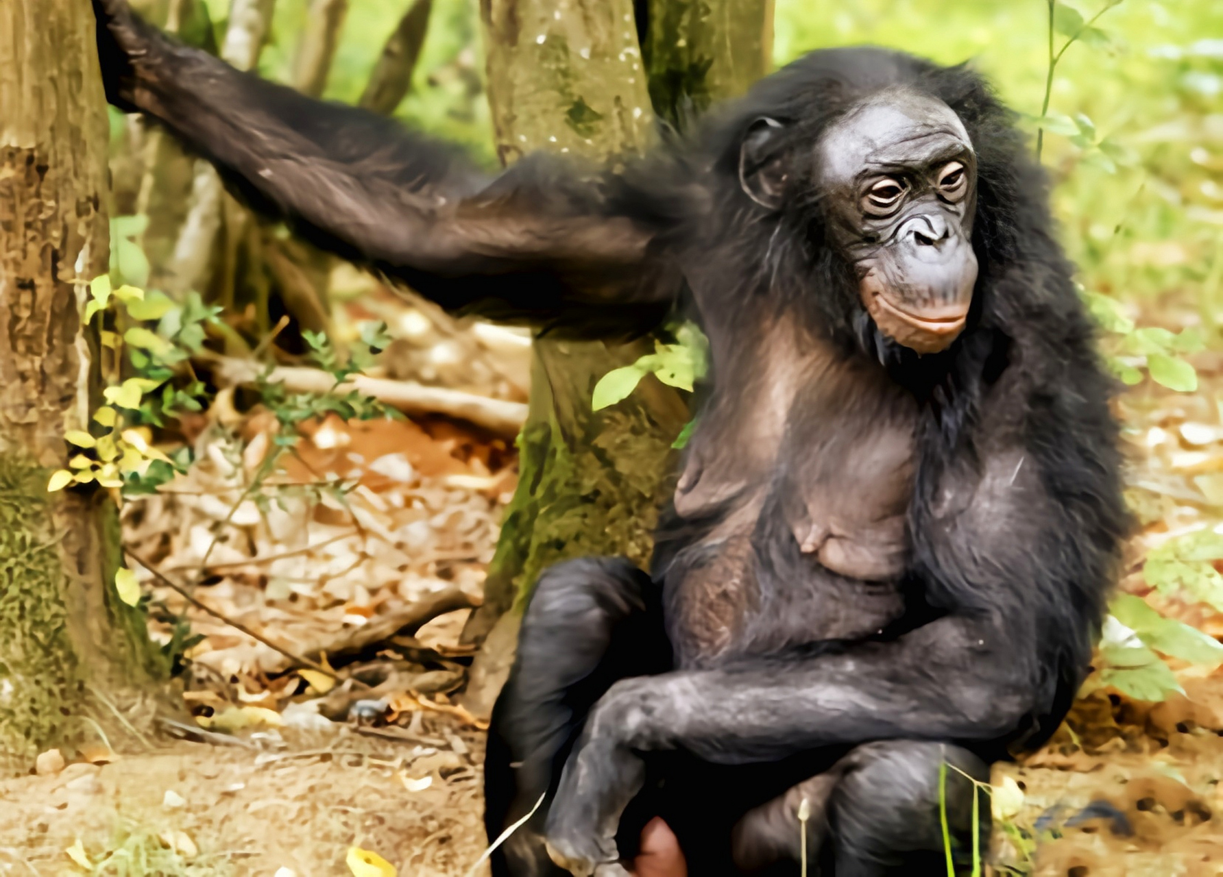 矮黑猩猩别名侏儒黑猩猩,人科,黑猩猩属哺乳动物,生活于非洲中部刚果