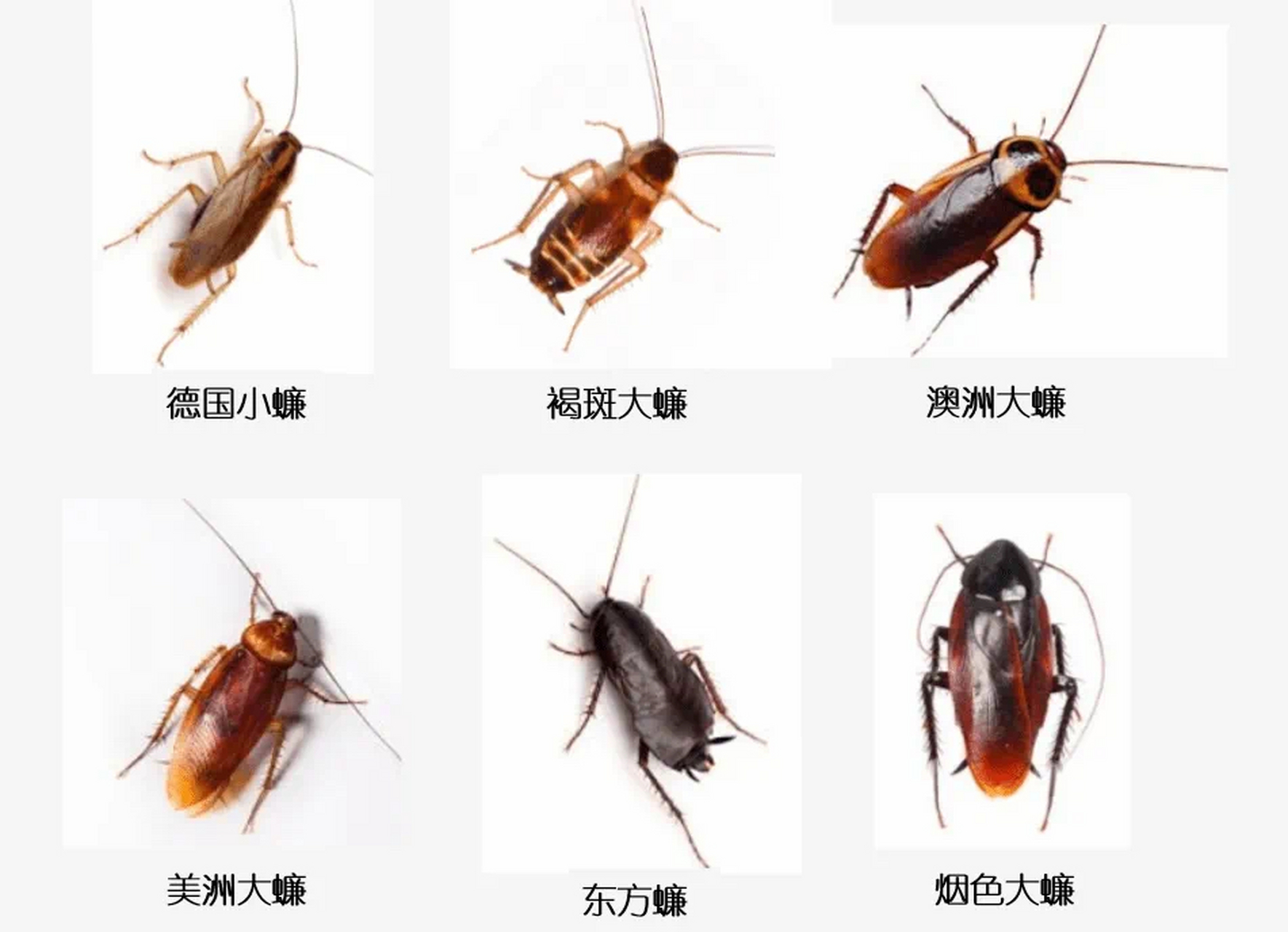 蟑螂的种类品种图片