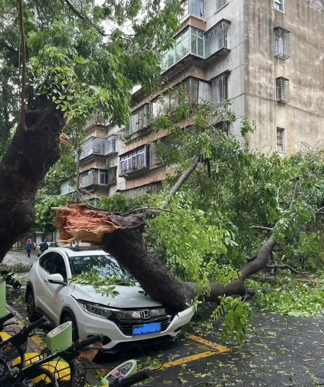 湛江昨晚上的台风大不大,看图片就知道大不大,今天出去外面随便走走