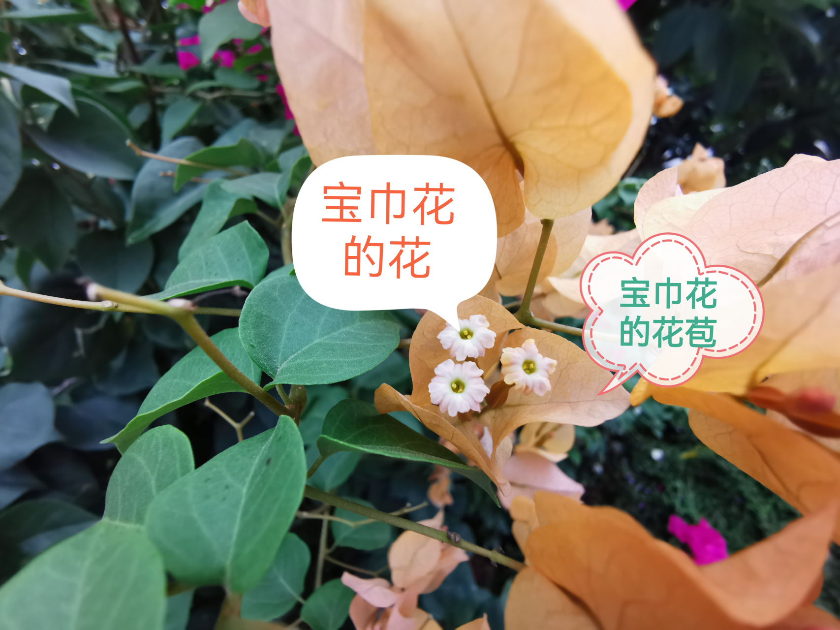 带你认识宝巾花的"花".