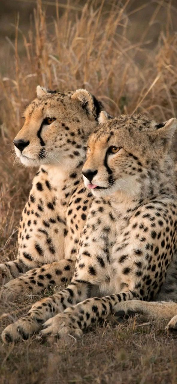 身体矫健的豹子壁纸 南山有雄豹,隐雾成变化 奇姿惊世人,毛物亦增价