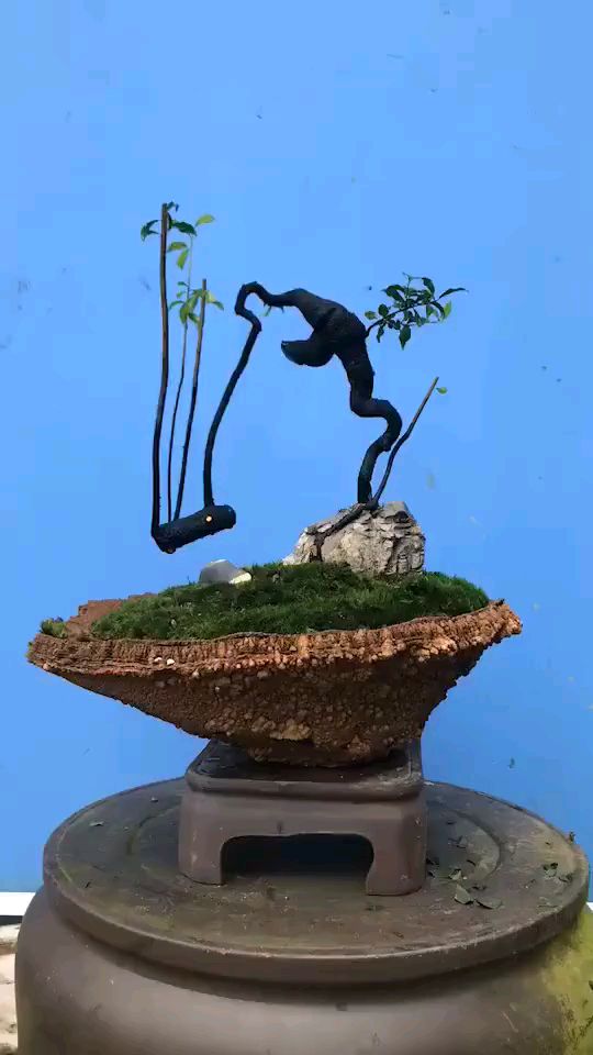 超级有意思的一盆金弹子盆景!