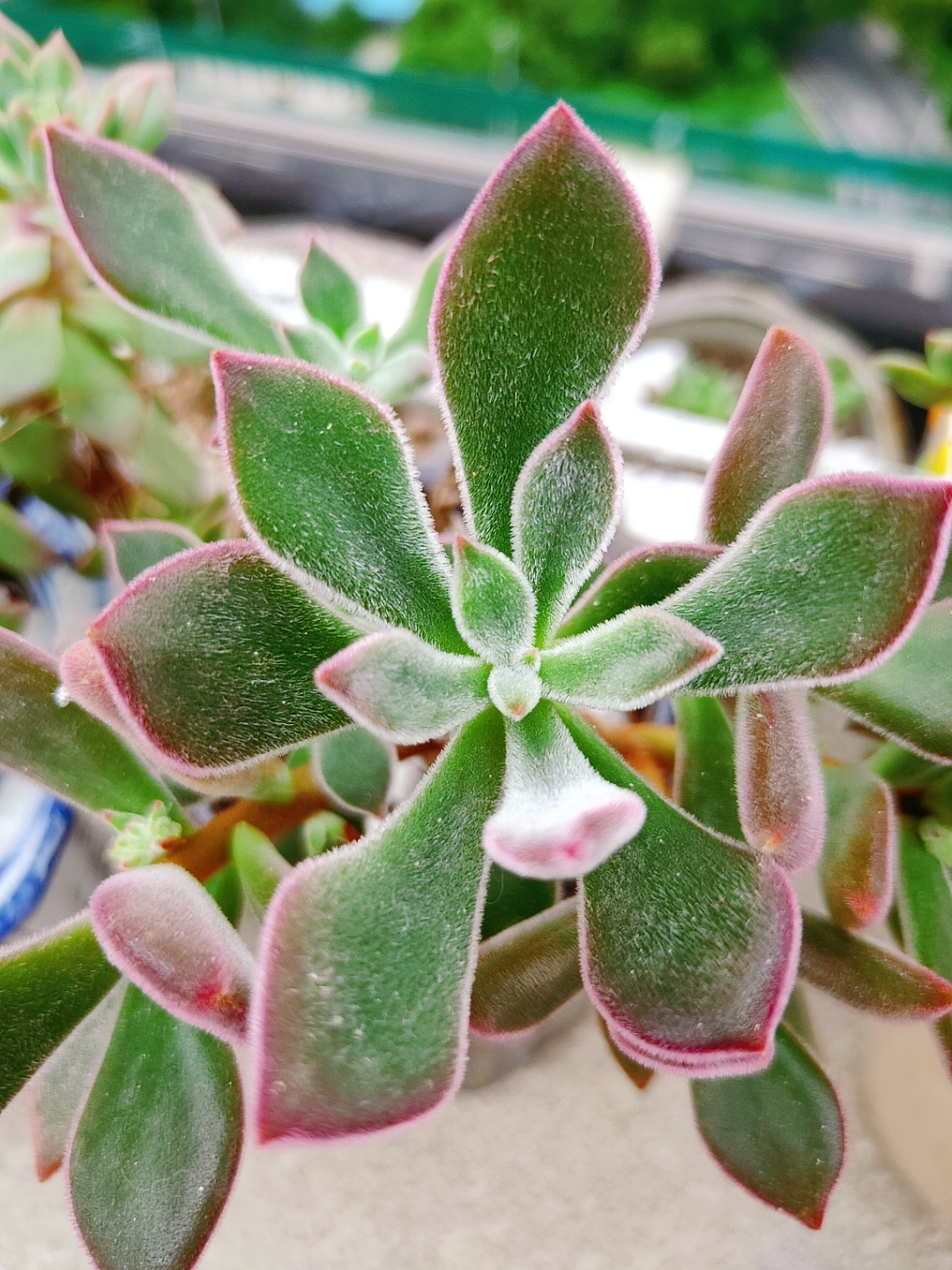 秋天来了,伤秋的季节,正是多肉变得灿烂的季节