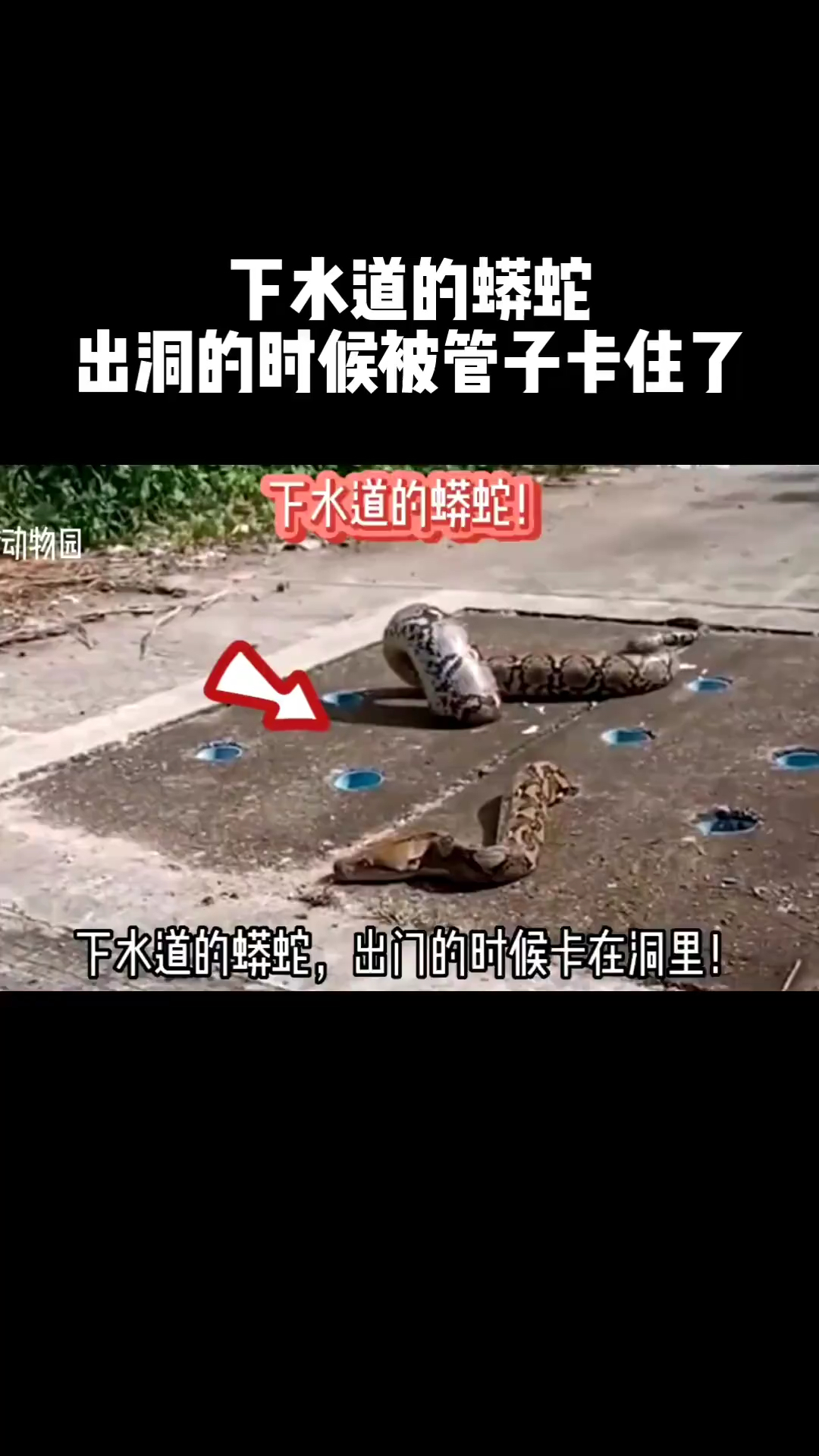 下水道的蟒蛇,出洞的时候被管子卡住了.-度小视