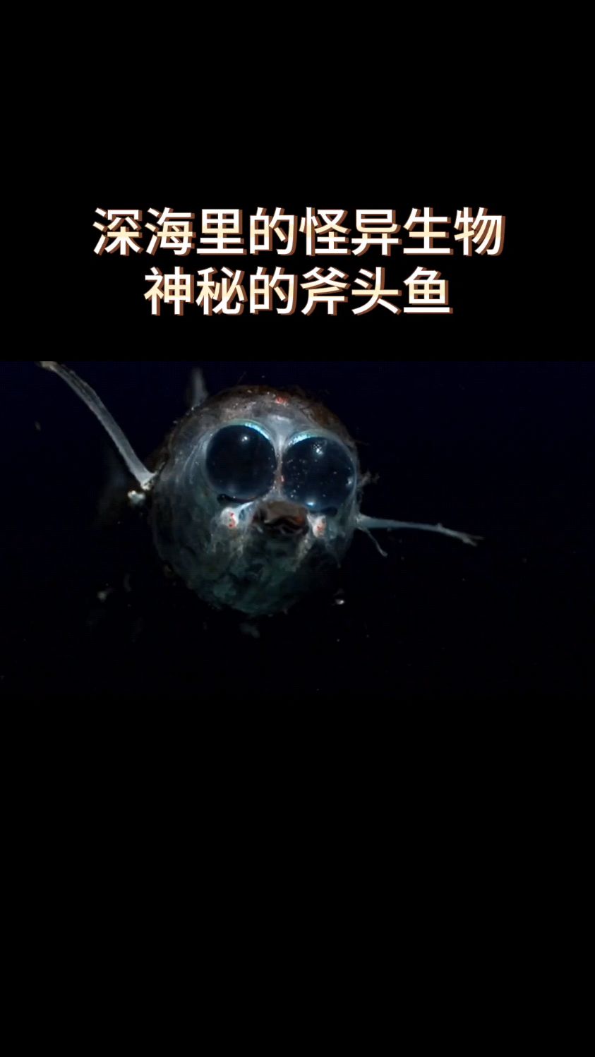 深海里的怪异生物,神秘的斧头鱼!-度小视