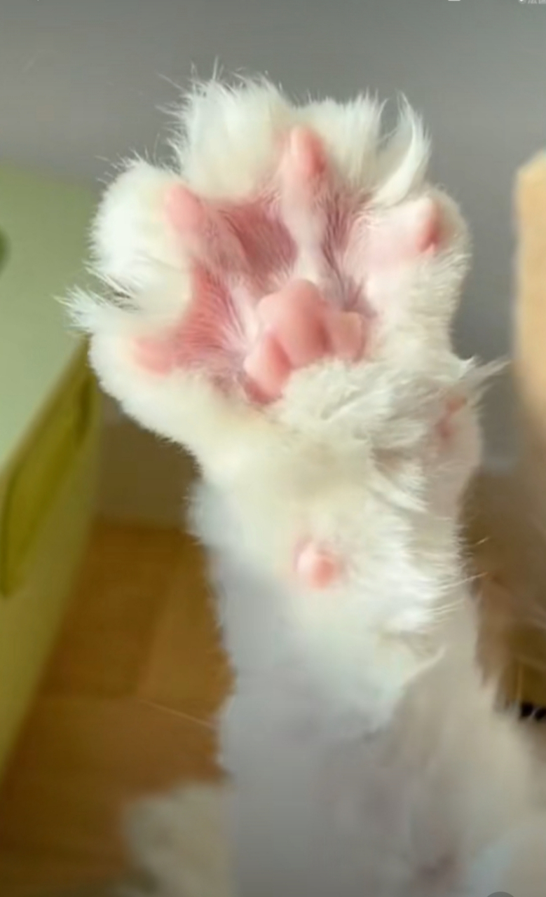 萌萌的猫爪子